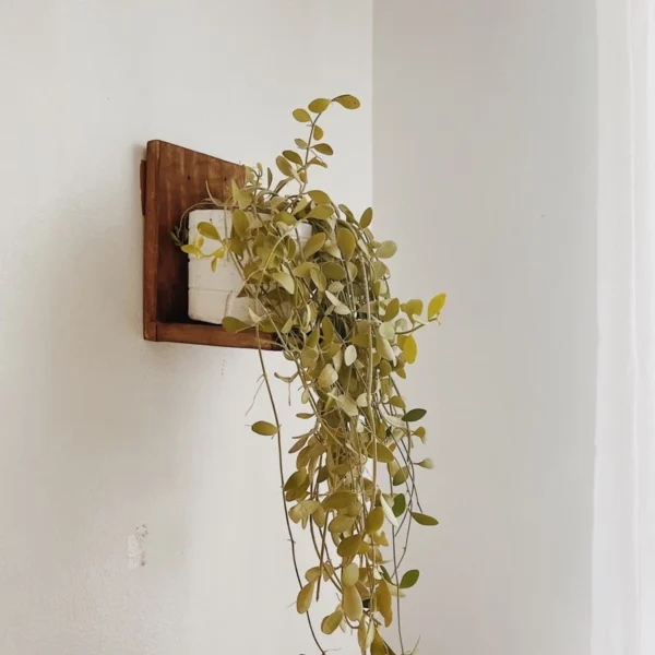 Mini Plant Holder Shelf (Lileth) - Image 5